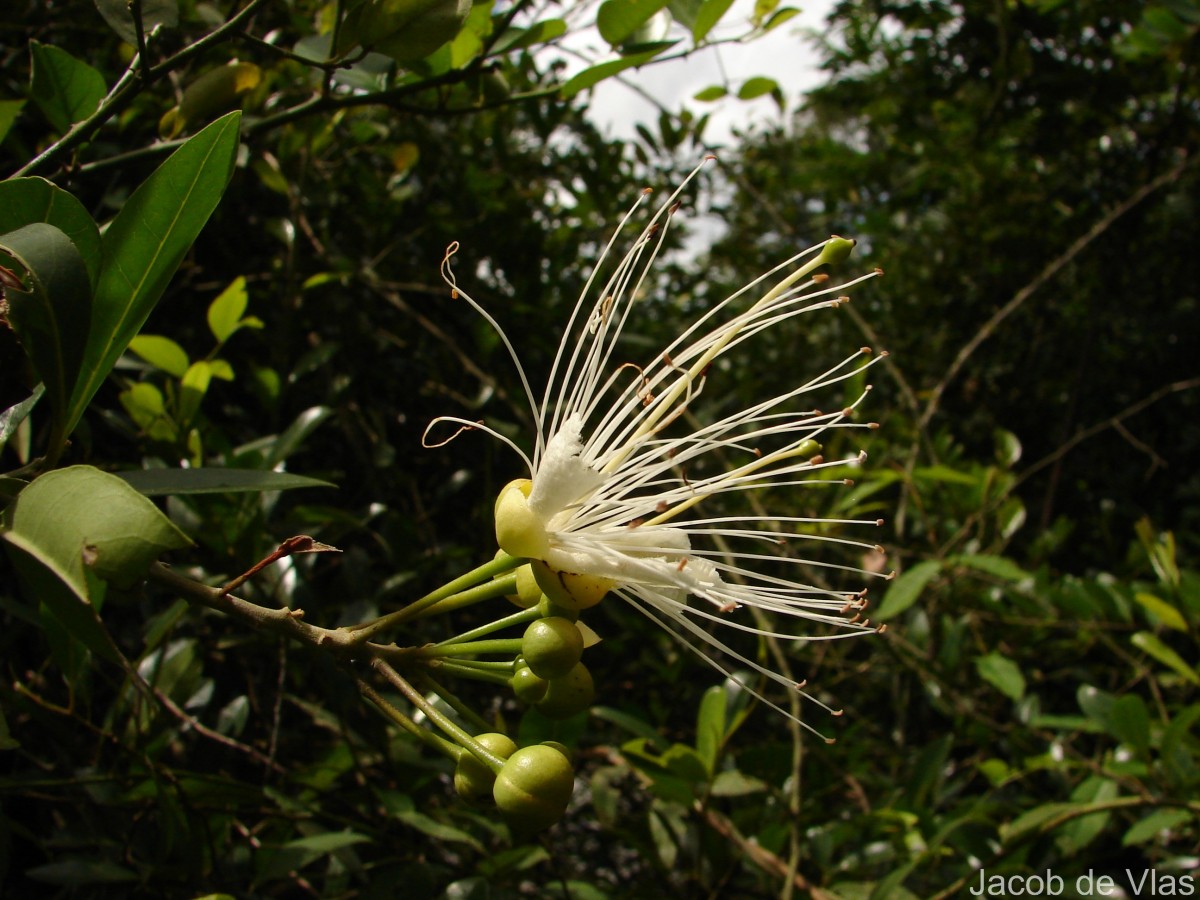 Capparis roxburghii DC.